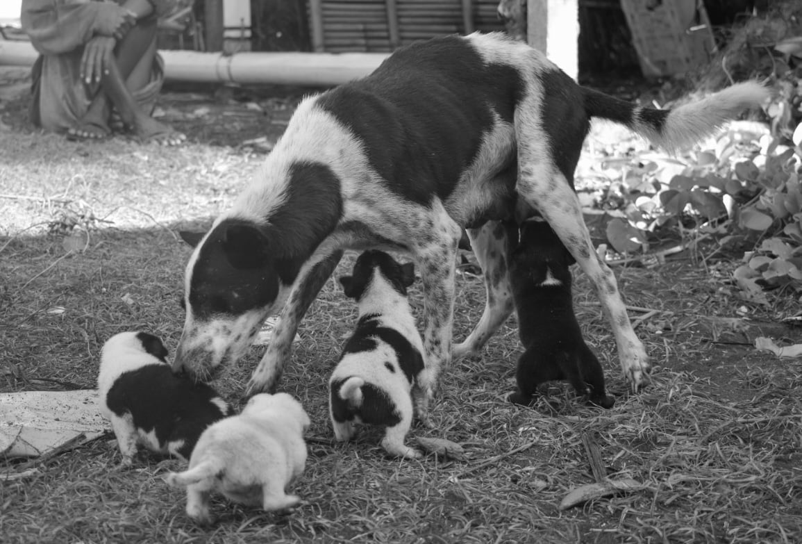 Fundraiser: Christmas for Balinese Paws