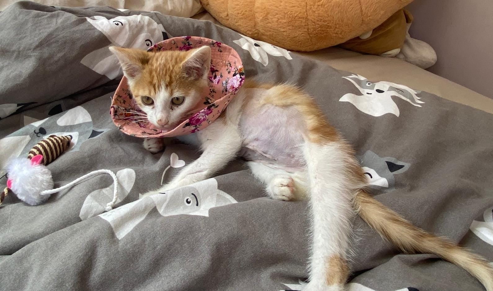 Fundraiser: Miky the Kitten Needs Surgery