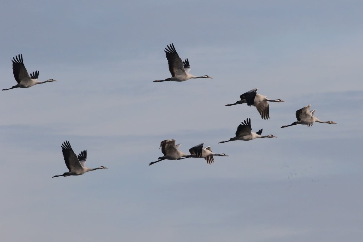 Fundraiser: Photo traps for Crane Life