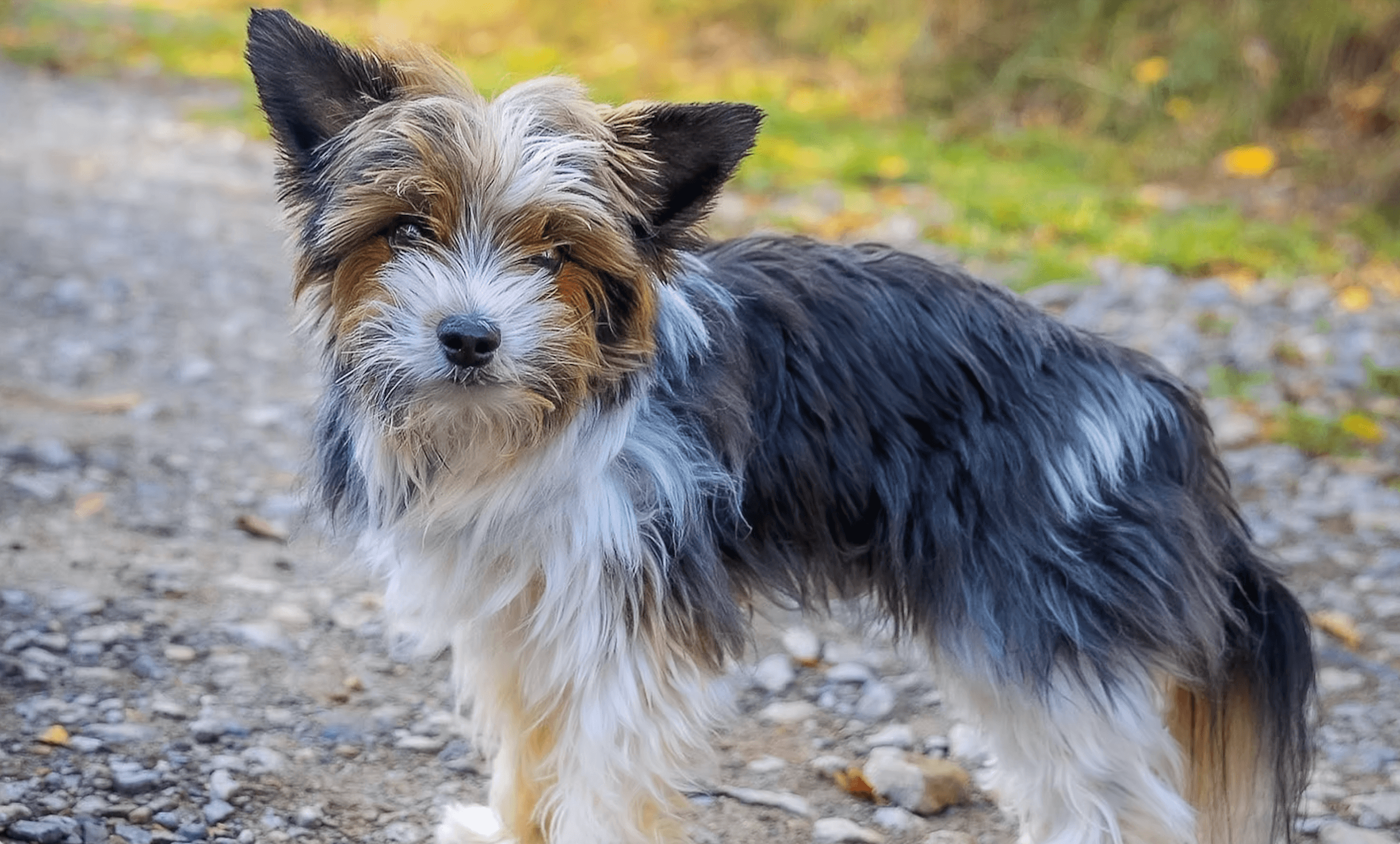 Fundraiser: Adysek Needs an Expensive Vet Examination