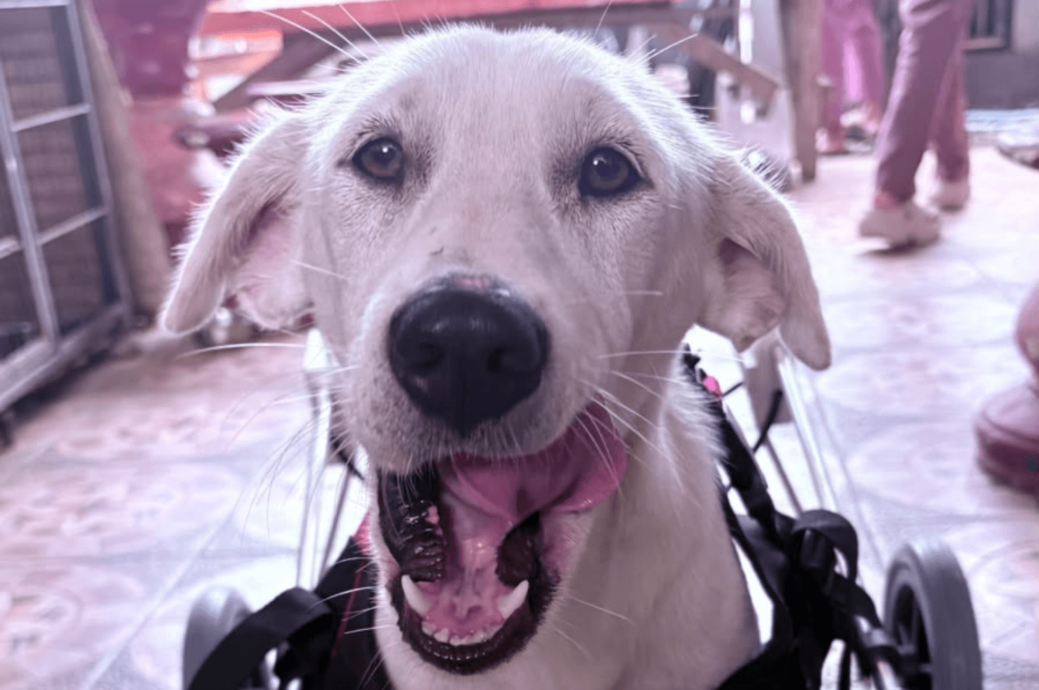 Fundraiser: Bobby is learning to walk again