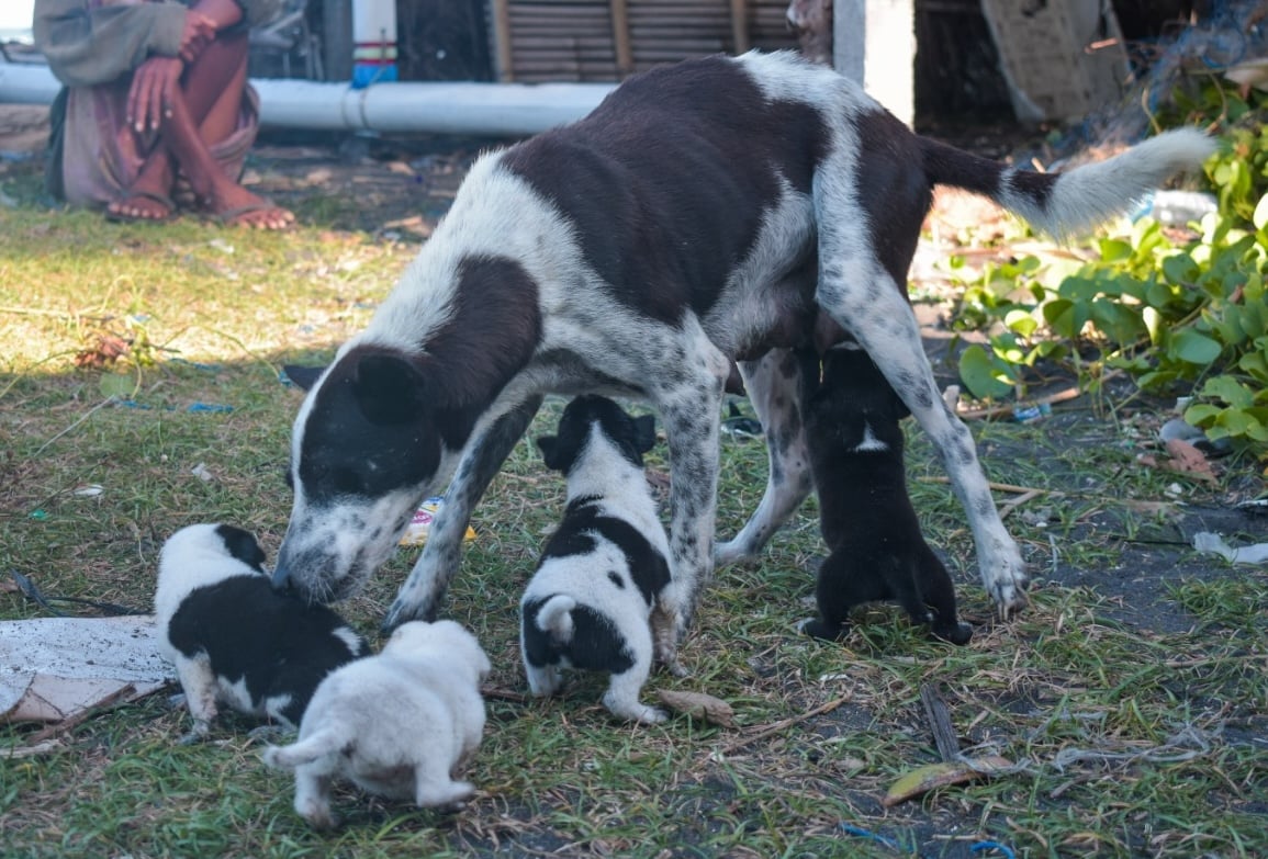 Fundraiser: Christmas for Balinese Paws