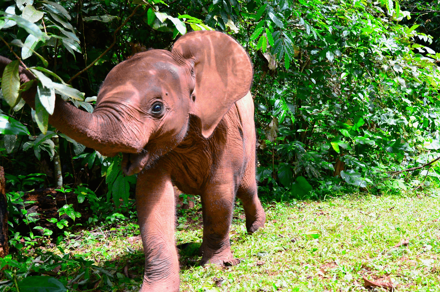 Fundraiser: Agbaibor, the Abandoned Forest Elephant