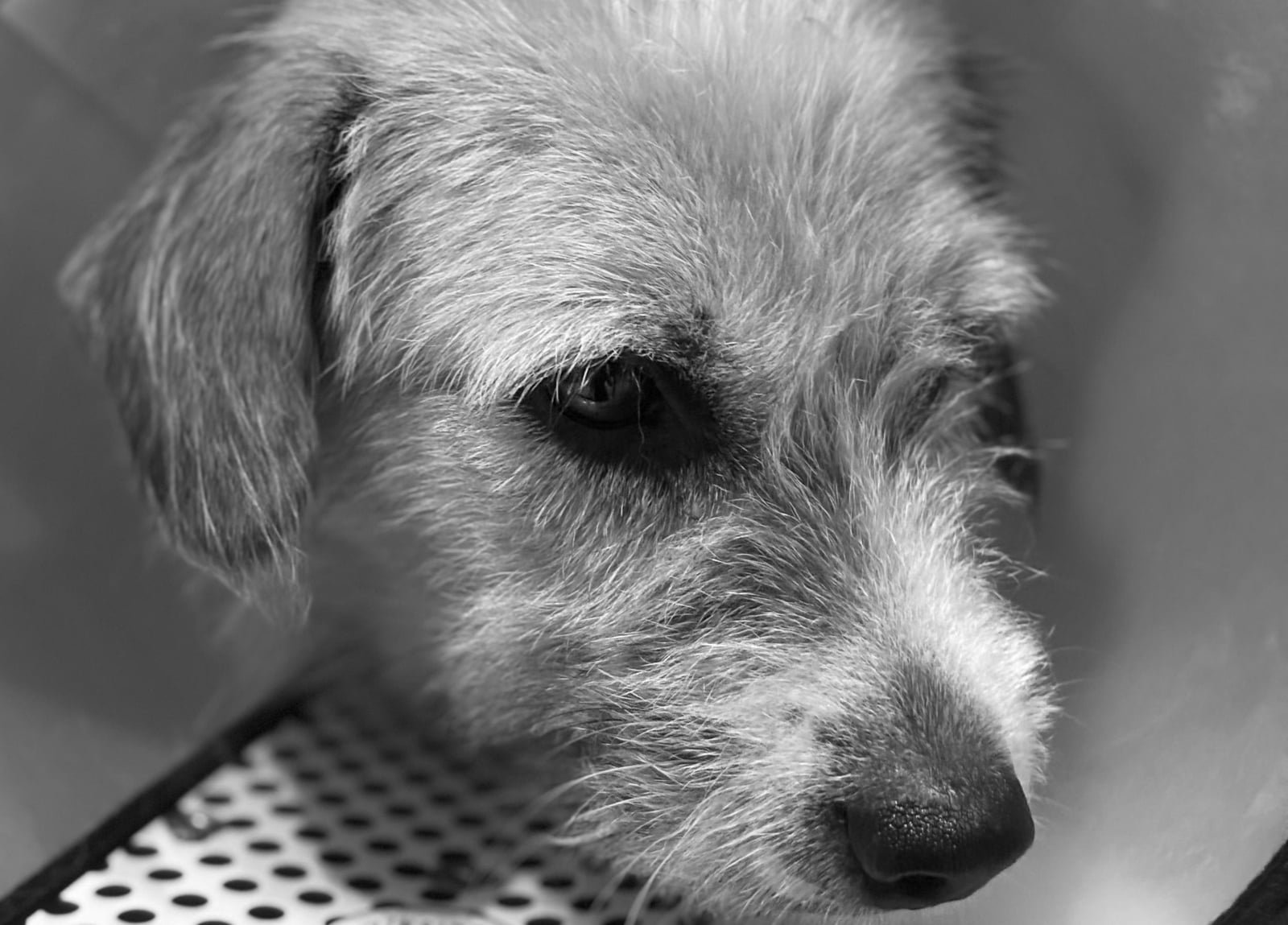 Fundraiser: Dog With Severe Leg Injury