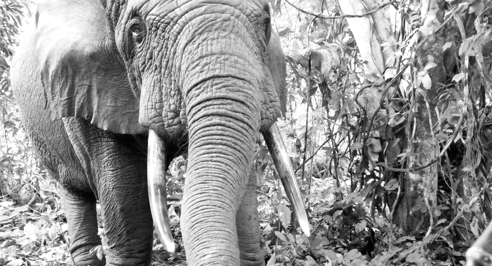 Fundraiser: Elephant Barrier Around the Fields
