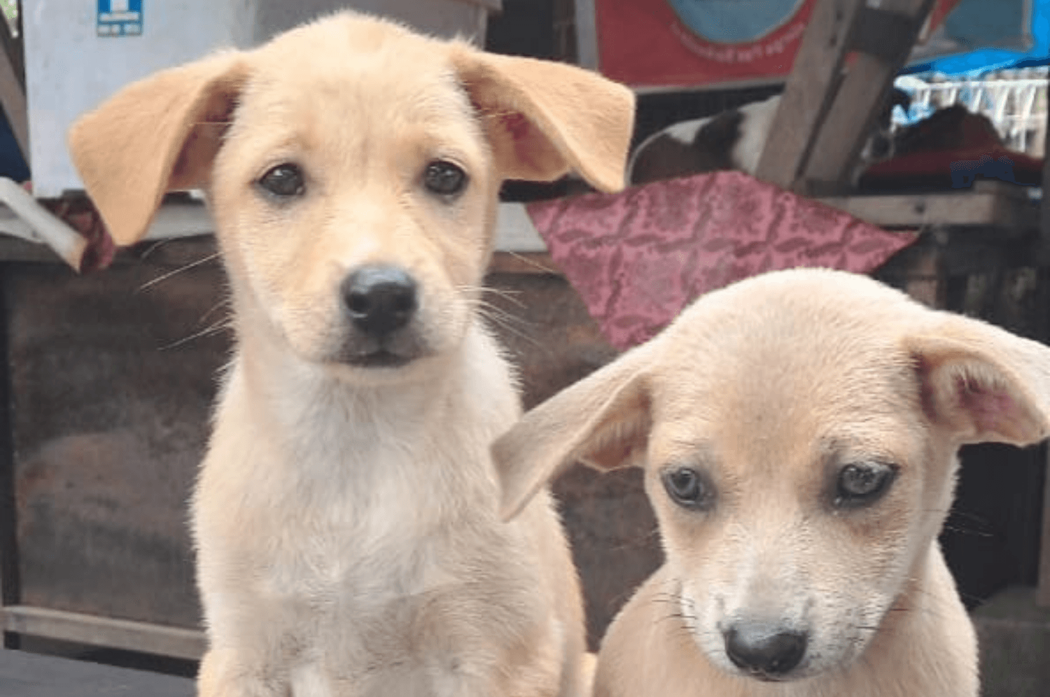 Fundraiser: Dog Treatment and Neutering in Bali