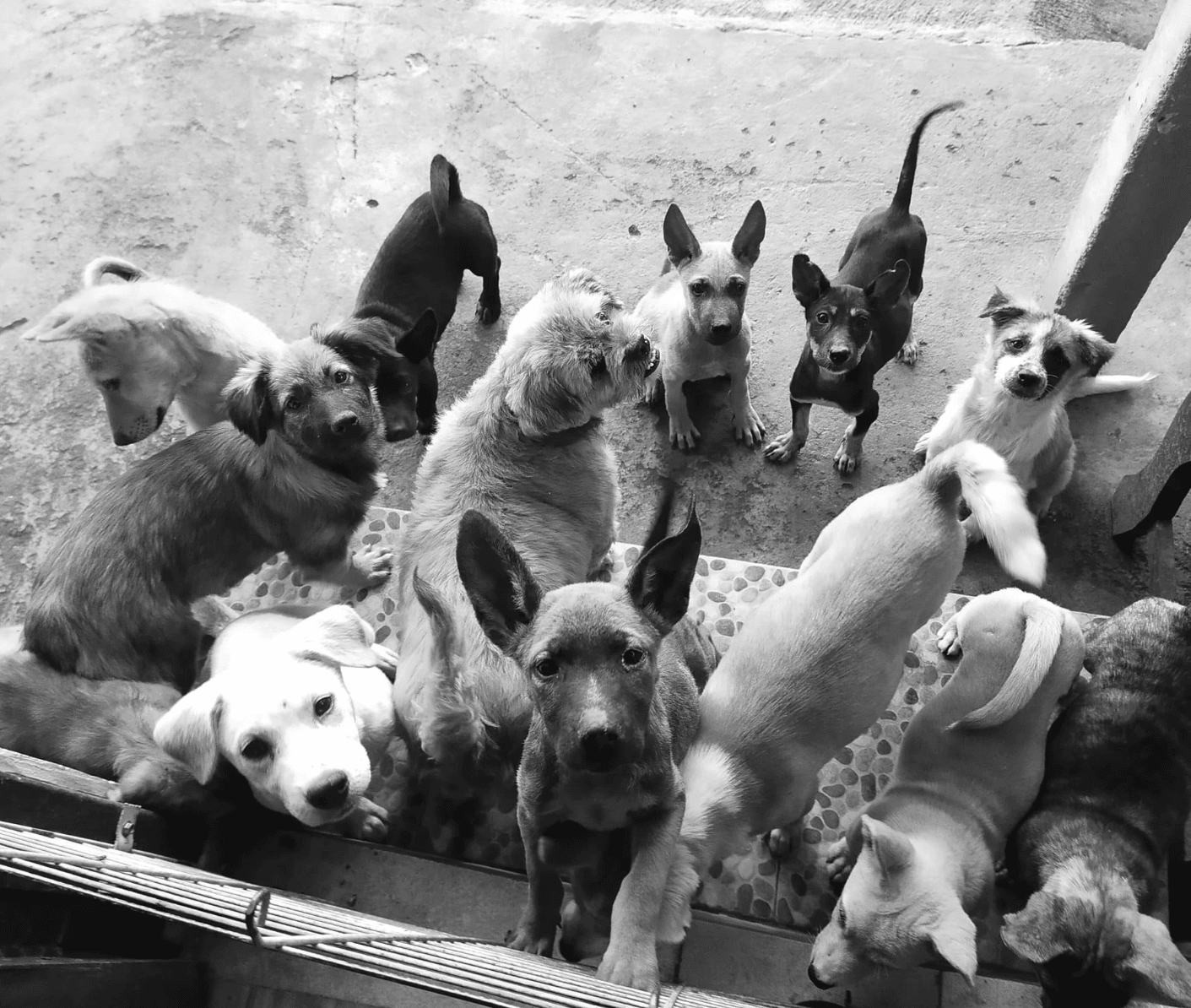 Fundraiser: Dogs in Bali Need Help After Floods