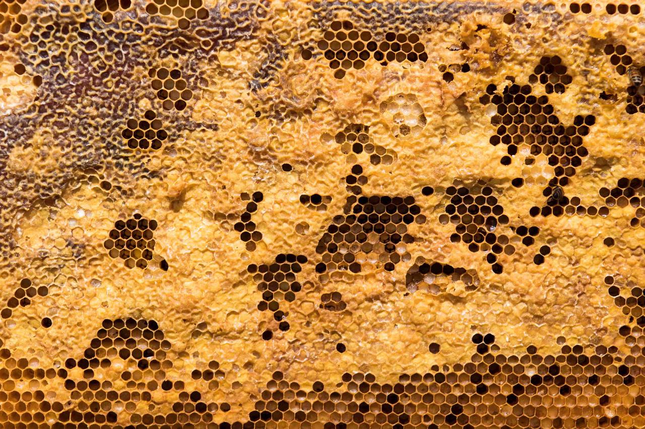 The Bee’s Knees: Importance of Bees