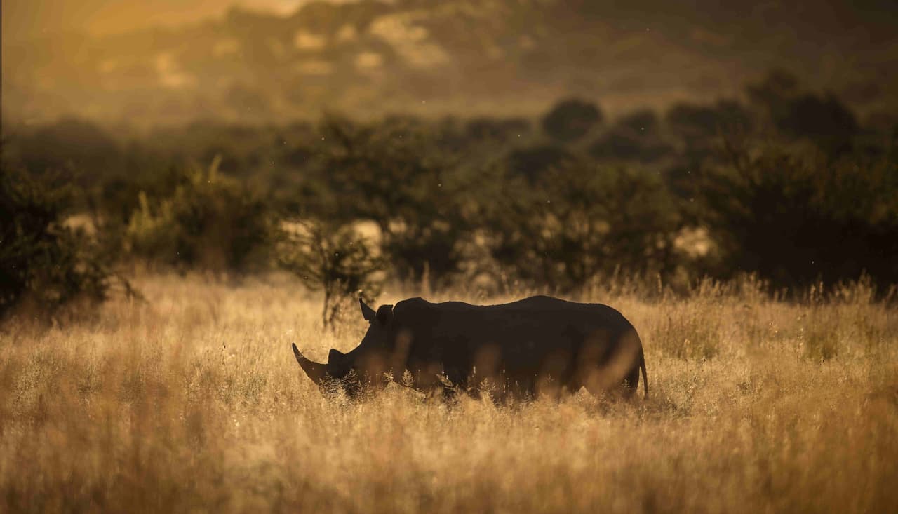 Rhinomania: Five Incredible Species